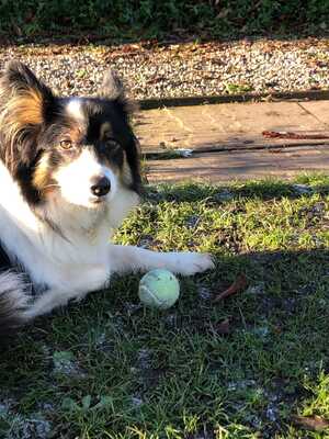 Our dog with her ball