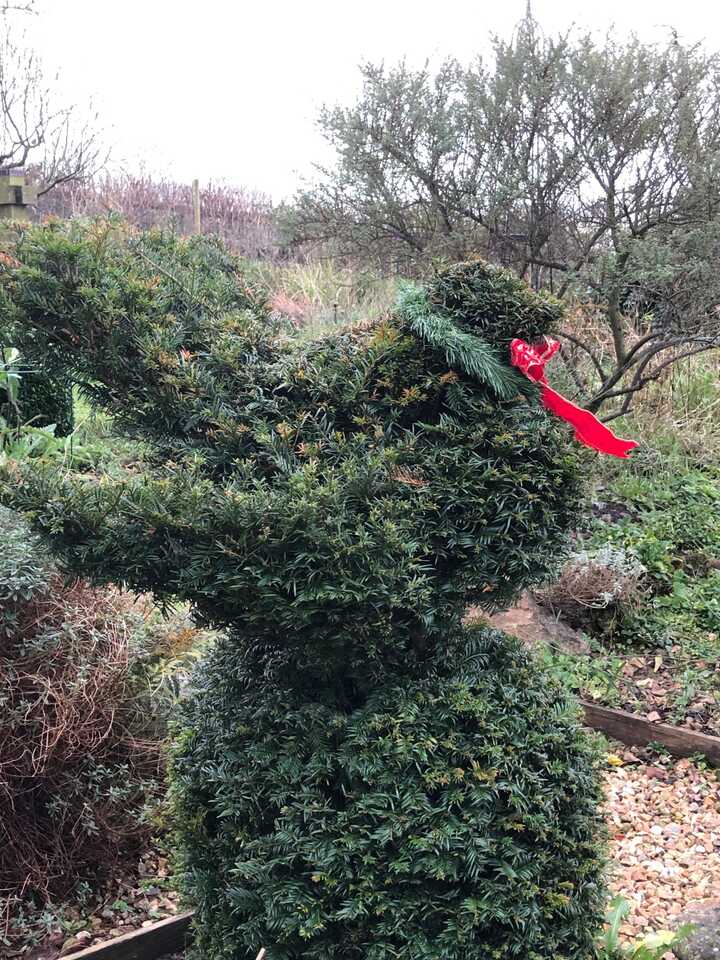 Topiary yew wearing a red bow tie